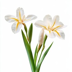 Fototapeta premium African iris Dietes bicolor with white petals and yellow markings on a plain white background