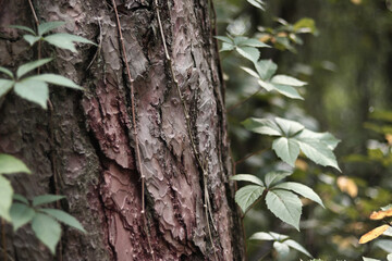 Pine trunk covered with a vine with five-leaf grapes. A tree covered with wild grapes. Green leaves of wild grapes against a background of pine bark close-up. Natural background, forest