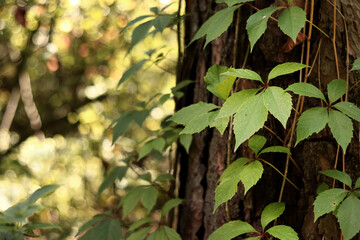 Pine trunk covered with a vine with five-leaf grapes. A tree covered with wild grapes. Green leaves of wild grapes against a background of pine bark close-up. Natural background, forest