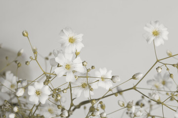 White small flower twig on neutral beige gray background.