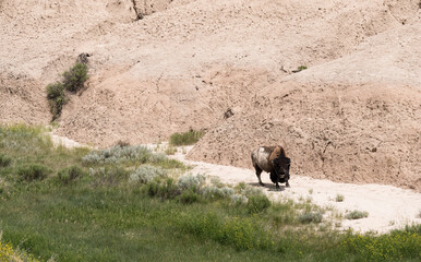 Badlands National Park South Dakota Bison grazing in the Valley