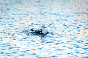 Fototapeta premium seagull diving into water looking for food in oslo norway summertime
