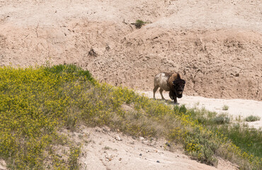 Badlands National Park South Dakota Bison grazing in the Valley