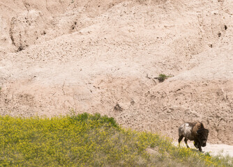 Badlands National Park South Dakota Bison grazing in the Valley