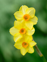 Naklejka premium Yellow daffodil flower on green background closeup. The dwarf variety narcissus martinette. Floral background.