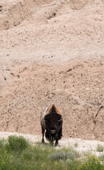 Badlands National Park South Dakota Bison grazing in the Valley
