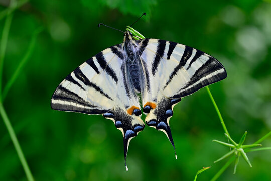 Segelfalter // Scarce swallowtail (Iphiclides podalirius) - Sozopol, Bulgarien