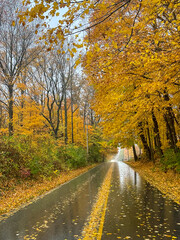 Wet, two lane road on a rainy day heading through golden, autumn colored trees losing their leaves