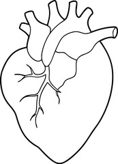 Simple Black and White Human Heart Illustration