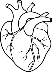 Simple Outline Of Human Heart Illustration On White Background