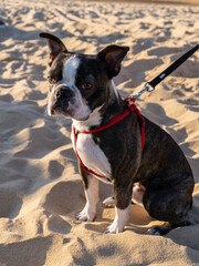 Perro en la playa
-
Dog on the beach