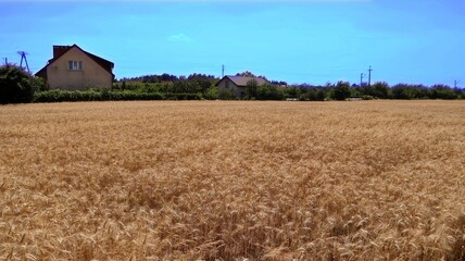 Wheat field against the blue sky. A village in front of a large wheat field.