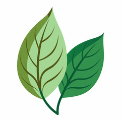  Two leave color  Vector illustration