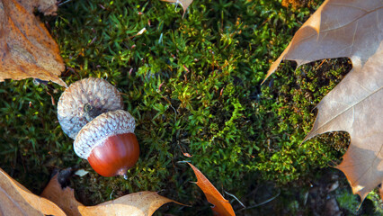 acorns. the acorns lies on the green moss of the autumn forest. early spring in the forest. a group...
