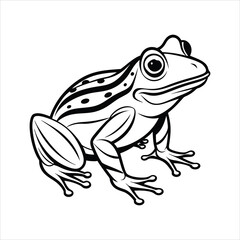 frog on white background