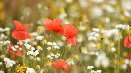 Red poppy. wildflowers. floral background. beautiful poppy flower on a blurred background, flower in the grass, and white daisies. nature close-up. spring or summer season. beauty of nature