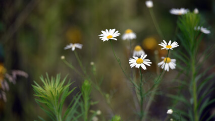 field daisies. chamomiles on summer day. white wild flower. Collecting pharmacy chamomile for chamomile tea. Medicinal plant. beauty of nature. copy space. close-up.