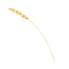 Solitary field grass stalk with a single grain cluster at the top. Meadow plant botanical illustration ideal for organic food labels, educational materials, and natural product packaging