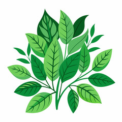 foliage  color  Vector illustration