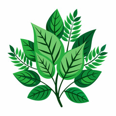 foliage  color  Vector illustration