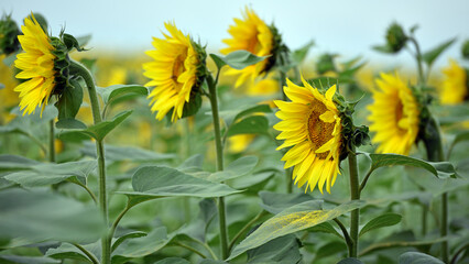 field view, large yellow sunflower for background. Yellow sunflowers in sunlight. good harvest concept, bright sunny flower. farming, vegetable garden, field, growing seeds for oil. side view