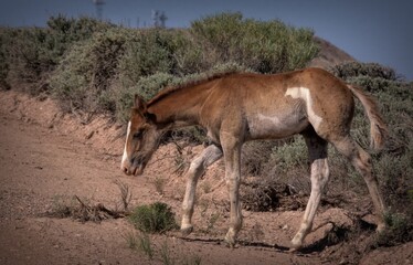 Maynard, Foal of the Year Out of 
Dam: Sprite and Sire: Zander Wild Horse of the Sand Wash Basin in Colorado Sage Brush Mountains
