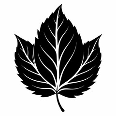  Best leave  Silhouette Vector illustration 