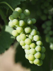 Close-up of a green grape bunch on vine in summer