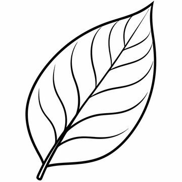 recommend clip art: Best  leave  line art Silhouette Vector illustration
                    