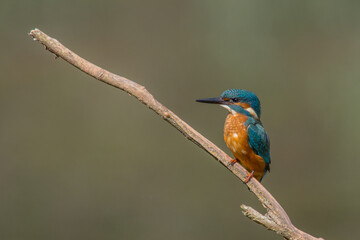 Common European Kingfisher (Alcedo atthis) perched on a stick above the river and hunting for fish. This sparrow-sized bird has the typical short-tailed, large-headed kingfisher profile.
