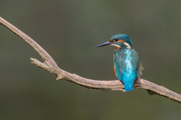 Common European Kingfisher (Alcedo atthis) perched on a stick above the river and hunting for fish. This sparrow-sized bird has the typical short-tailed, large-headed kingfisher profile.