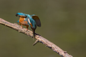 Common European Kingfisher (Alcedo atthis) perched on a stick above the river and hunting for fish. This sparrow-sized bird has the typical short-tailed, large-headed kingfisher profile.