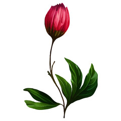 A single pink flower bud with green leaves on a white background.