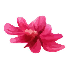 Fototapeta premium A single pink flower isolated on white background.