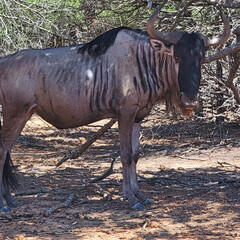 Wildebeast