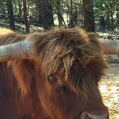 Highland Cow