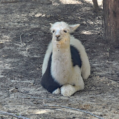 Black and White Llama