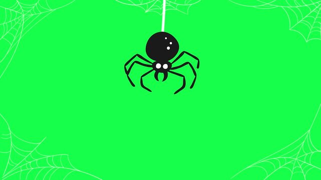 Black Spider Crawling down Border web green screen animation