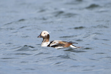 long-tailed duck, coween, oldsquaw - Clangula hyemalis  swimming in lake. Photo from Mývatn lake in Iceland. A vulnerable species. 