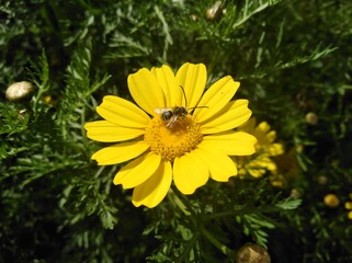 The beautiful bellis perennis flower in garden  © Maristos