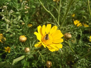 The beautiful bellis perennis flower in garden  © Maristos