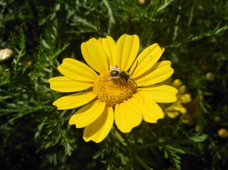 The beautiful bellis perennis flower in garden  © Maristos