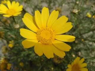 The beautiful bellis perennis flower in garden
