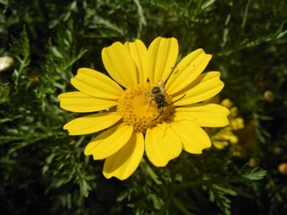 The beautiful bellis perennis flower in garden  © Maristos