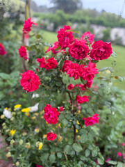 red flowers in the garden
Red Rose