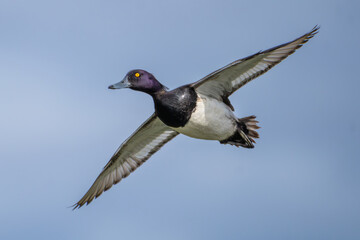 Lesser scaup, little bluebill or broadbill - Aythya affinis with spread wings in flight with blue sky in background. Photo from Mývatn lake in Iceland.