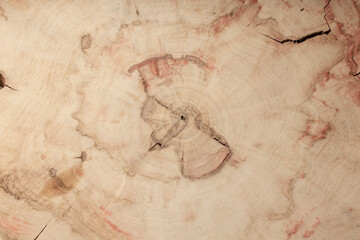 Table made of wooden slab with live edge. Luxury quality wood processing. Exclusive coffee table...