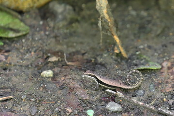 Cuban side-blotched curlytail or Monte Verde curlytail lizard -Leiocephalus macropus- foraging for food in the Yumuri river canyon. Baracoa-Cuba-582