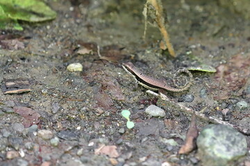 Cuban side-blotched curlytail or Monte Verde curlytail lizard -Leiocephalus macropus- foraging for food in the Yumuri river canyon. Baracoa-Cuba-581