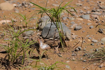 White peacock butterfly -Anartia jatrophae, Guantanamo subspecies- mud-puddling on the Yumuri River bank, canyon area near the mouth. Baracoa-Cuba-584